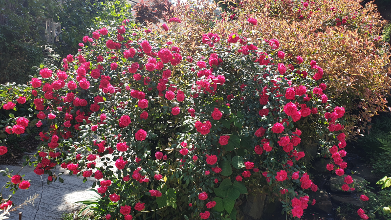 24레지오야유회 20240519_101638.png