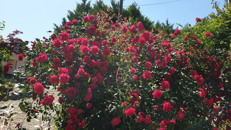 24레지오야유회 20240519_101710.png