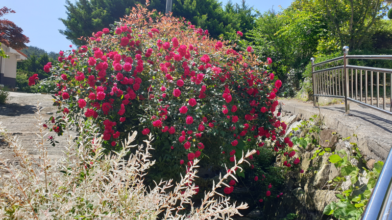 24레지오야유회 20240519_101654.png