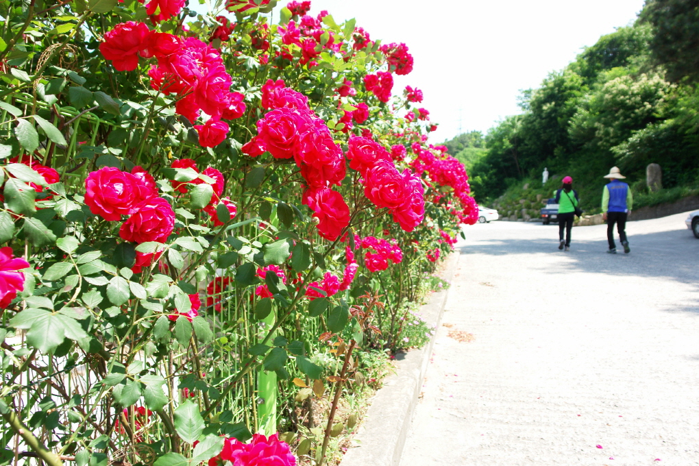 환경미화 (57).JPG