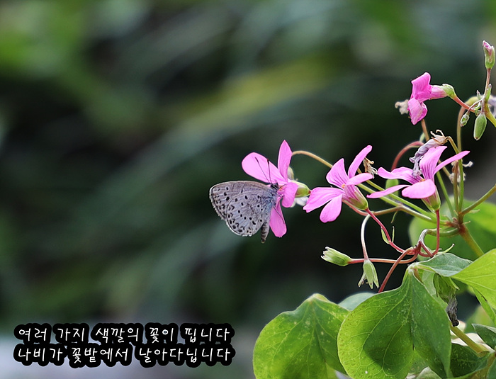 동남부전나비 편집 02  good-1.jpg