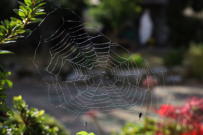 거미줄 1.jpg
