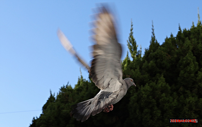 z4L7A2235--1 날자입.jpg